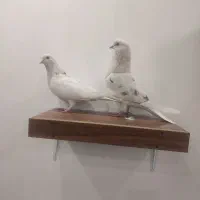 کوبتر|پرنده|تهران, شهمیرزادی|دیوار