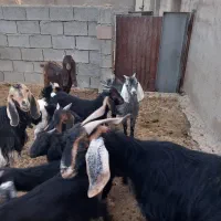 بز داشتی