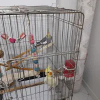عروس هلندی مولد