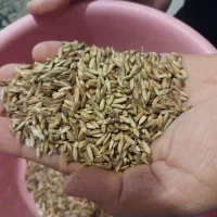 شلتوک بذری .تضمینی