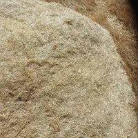 کاه