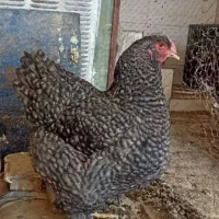 خواستار مرغ برهما مولد تخم گذار اصیل