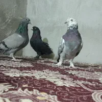 پر خوب