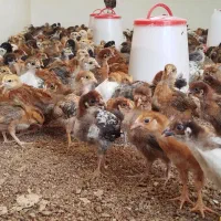 جوجه گلپایگان 1 ماهه