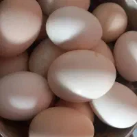 تخم مرغ لاری با نطفه بالا