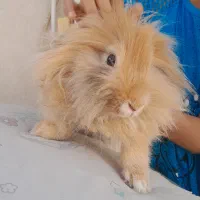 خرگوش