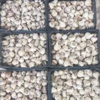 سیر محلی|خوردنی و آشامیدنی|شیراز, ظفرآباد|دیوار