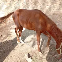 اسب اصیل
