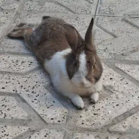 خرگوش نر
