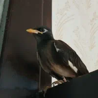 مرغ مینا