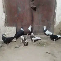 کبوتر رنگی