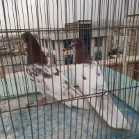 کفتر کله سرخ