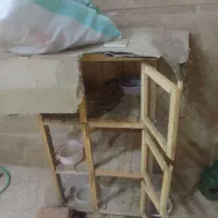 کبوتر کجه جفت کن