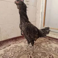 مرغ لاری افغان پرمرغی طوسی