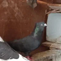 سیاه آبادانی وچند کبوتر دیگر