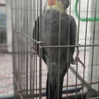 عروس هلندی