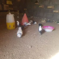 کفتر