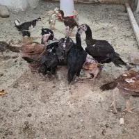 جوجه لاری افغان اوشامو مرغ و خروس