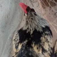 خروس لهستانی