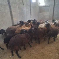 شیشک میش
