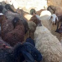 فروش میش با بره