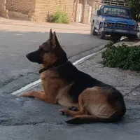 سگ ژرمن جهت واگذاری