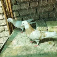 کفتر شازده زردی پرشی حسابی نرو ماده .