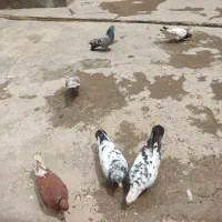 کبوتر 8عدد
