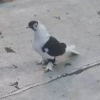 کبوتر