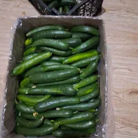 خیار ،سیب گلاب ،لوبیا، خرید فروش محصولات باغات