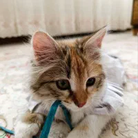 واگذاری گربه ملوس