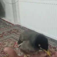 مینا