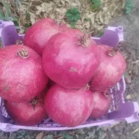 انار درشت  درجه یک ابدار