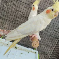 عروس هلندی  سالم