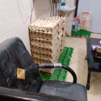 تخم مرغ نطفه دار گلپایگانی