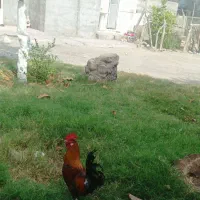 فروش خروس