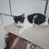 گربه