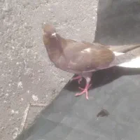 ۳عدد کبوتر دم پاک