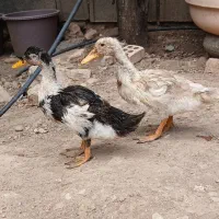 فروش دو عدد اردک نر و ماده