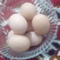 تخم مرغ نطفه دار