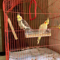 عروس هلندی جفت نر و ماده