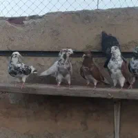 کفتر کبوتر پرشی