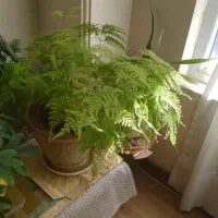 گل آپارتمانی