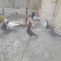 پرنده