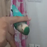 طوطی برزیلی نر تربیت شده فول دستی
