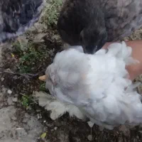 دوازده عدد مرغ و خروس سه عدد بوقلمون