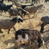 الاغ|حیوانات مزرعه|شیراز, داریون|دیوار