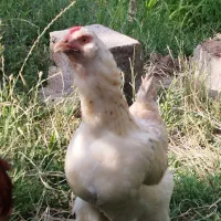 مرغ نژاد دار تخم گذار