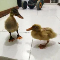 جوجه اردک