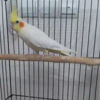 عروس هلندی ماده لوتینو مولد